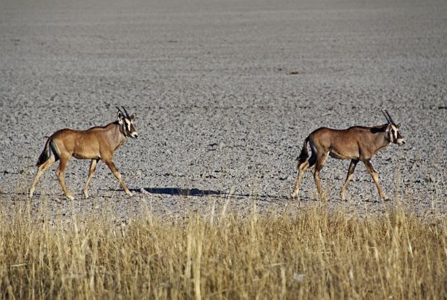 220 Etosha NP, kleine oryx.JPG